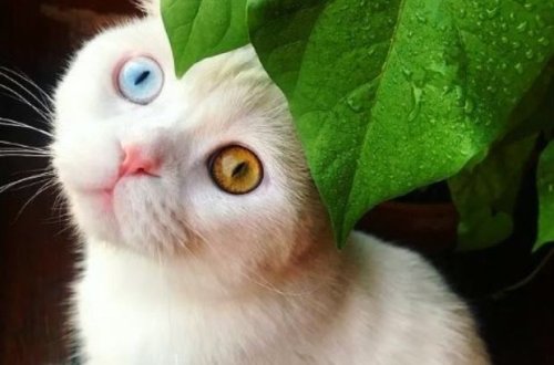 Fərqli gözləri olan pişik bloqerlik edir – FOTO/VİDEO