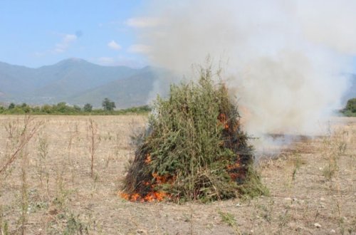 Oğuzda üç tondan artıq çətənə kolu məhv edilib