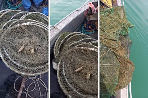 Mingəçevir su anbarında balıq ovuna nəzarət artırılıb