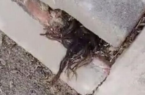 Məzarlıqda gördüyü mənzərə dəhşət saçdı - VİDEO