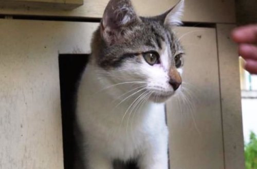 Şotlandiyada on il öncə itmiş pişik evinə qayıtdı - FOTO