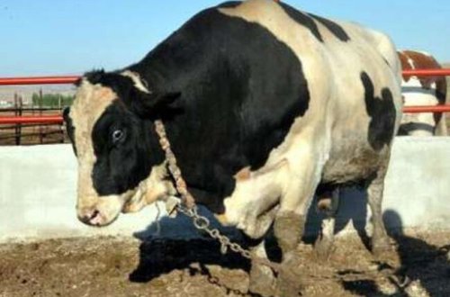 Biləsuvarda buğa məktəb direktorunun qabırğasını sındırdı