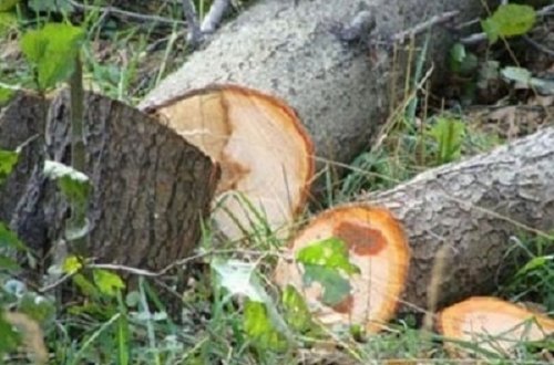 Quba meşəsindən XƏRAC ALAN NAZİR MÜAVİNİ KİMDİR? - VİDEO