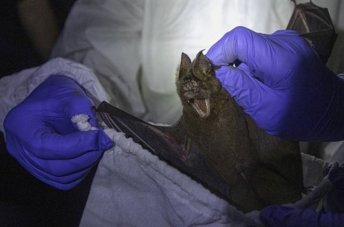 Alimlər koronavirusun daha qədim mənşəyini tapıblar