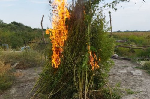 Ağdaşda bir tona yaxın çətənə kolu məhv edildi - FOTO