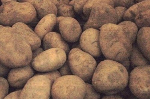 İrandan Azərbaycana gətirilən kartofda zərərvericilər aşkarlandı