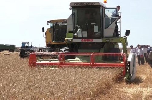 Buğda üzrə özünütəminat artıb - VİDEO