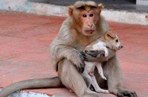 Обезьяна похитила новорожденного щенка и три дня держала его в заложниках