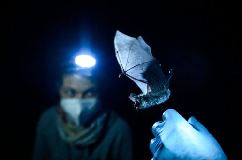 Yarasaları pandemiyadan əvvəl koronavirusa yoluxdurmağı planlaşdırıblar