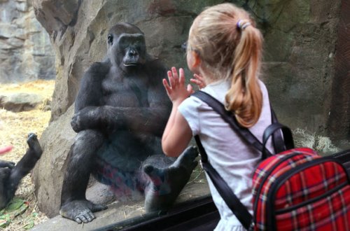 ABŞ-da heyvanların koronavirusa görə vaksinasiyasına başlanılıb