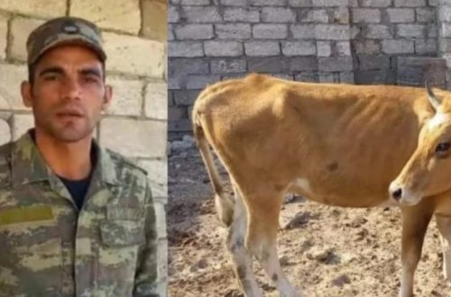 Sahil Babayevin Nazirliyi qaziyə üç xəstə inək verdi və… — VİDEO