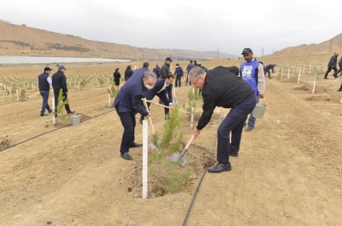 Prokurorluq orqanları əməkdaşları növbəti ağacəkmə aksiyası keçirib