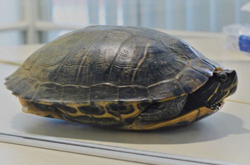 Beş aviareys bir tısbağaya görə gecikdi