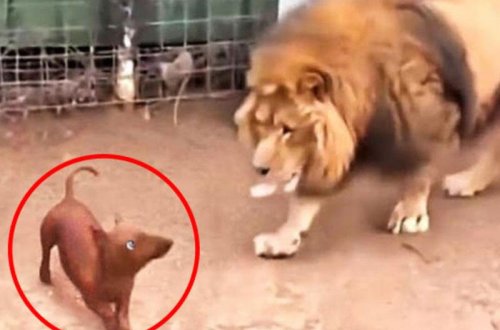 Şirlə iti bir qəfəsə saldılar - Baş verənlər hər kəsi heyrətə saldı - VİDEO