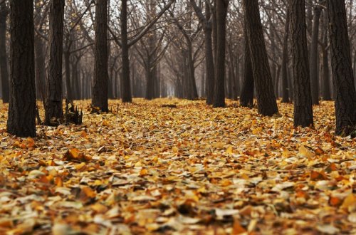 Oktyabr ayına olan hava proqnozu açıqlanıb