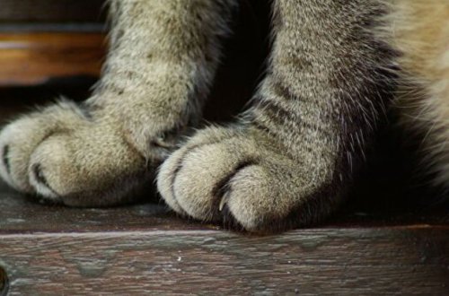 Evinin qarşısında əyləşən qadın bəbirin hücumuna məruz qaldı - VİDEO