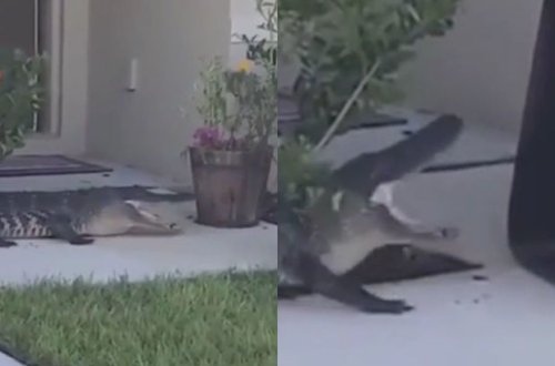 Timsahla rastlaşan keçmiş zabitin soyuqqanlı davranışı rəğbətlə qarşılandı - VİDEO