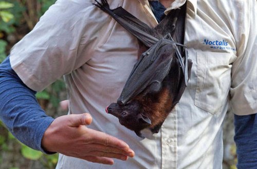 Boğazından yarasa dişləyən kişi quduzluqdan öldü