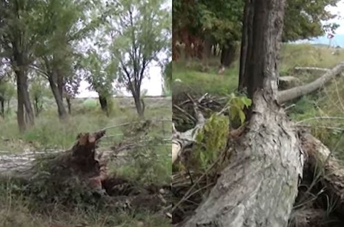 Yevlaxda güclü külək ağacları aşırdı - VİDEO