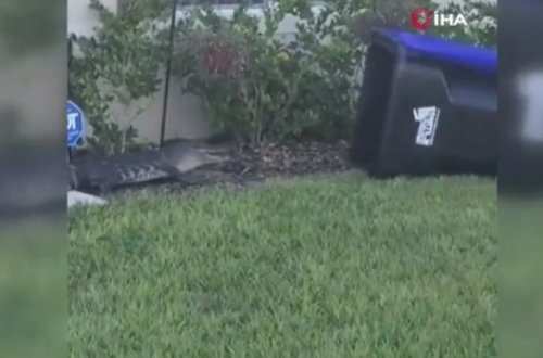 Atanın uşaqlarını qurtarması görüntüləri baxış rekordu vurdu - VİDEO