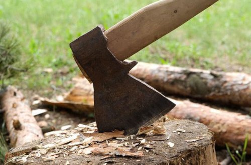 Ağacları kəsib yerində bina tikən şirkətə cinayət işi açıldı