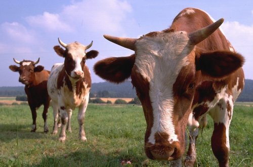 Naxçıvanda baytarlıq xidmətinin necə göstəriləcəyi müəyyənləşib