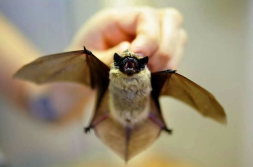 Sərhəd qonşumuzda yarasalarda koronaviruslar aşkarlanıb