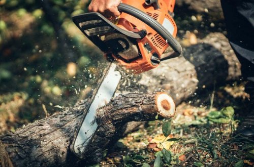 Zaqatalada meşəbəyinə cinayət işi açılıb