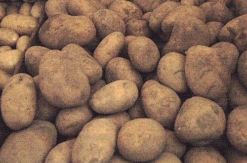 Rusiyadan gələn 40 ton kartof məhv edildi