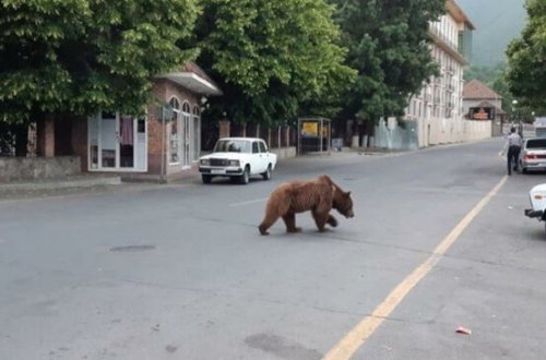 Azərbaycanda ayılar şəhər mərkəzində vahimə yaratdı - VİDEO