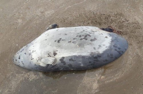 Pirşağı sahilində 10-a yaxın ölmüş suiti aşkarlanıb - FOTO