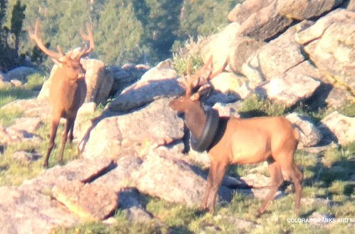 İki ildir boynunda təkərlə gəzirdi - Foto