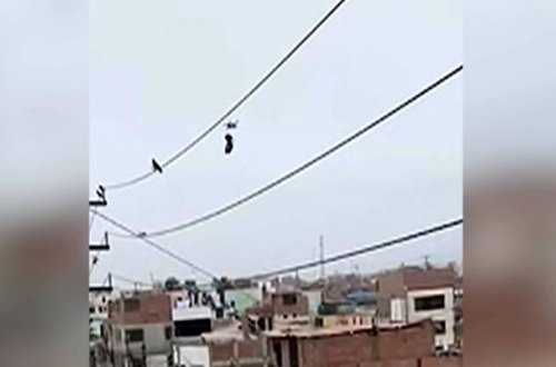 Göyərçini dronla xilas etdilər - Video