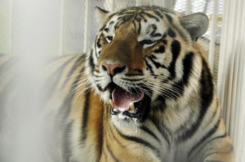 Dubayda gender anonsu partisinə pələng gətirildi – VİDEO