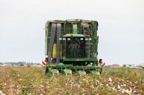 Azərbaycanda pambıq yığımı davam etdirilir