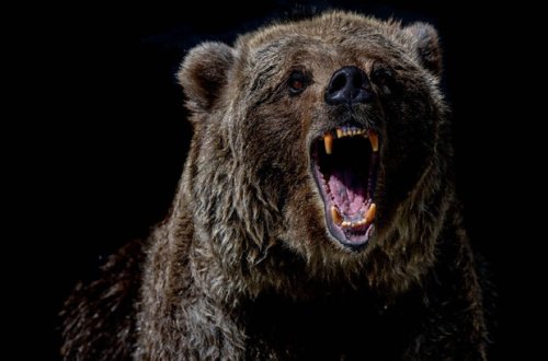 Sirkdə ayı hamilə qadına hücum etdi - VİDEO