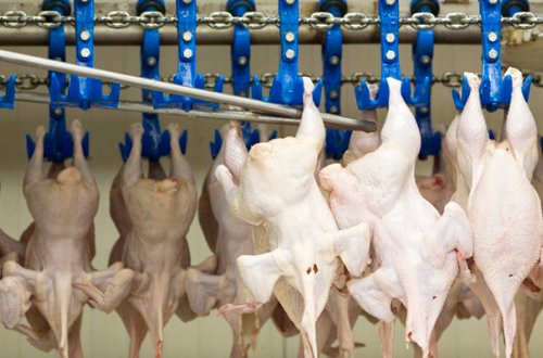 Bu ölkədən quş əti və yumurtanın idxalına məhdudiyyət qoyuldu