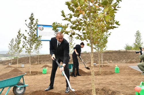 İlham Əliyev və Mehriban Əliyeva Füzulidə ağac əkiblər - FOTO