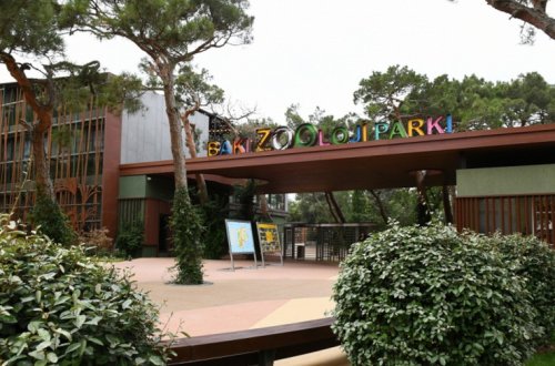 Bakı zooparkında maraqlı görüntülər - VİDEO