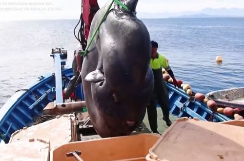 У берегов Африки поймали рыбу весом в две тонны – ВИДЕО