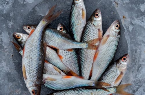 Xəzərdə və Mingəçevirdə qanunsuz balıq ovlayanlar cəzalandırılıb