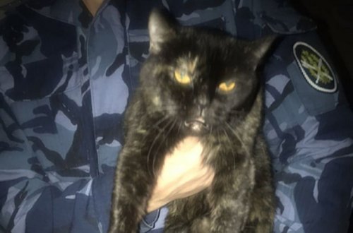 Rusiyada dustaqlara narkotik aparan pişik ələ keçdi - FOTO