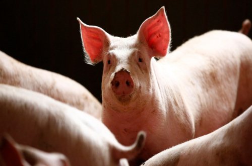 Dünyada İLK DƏFƏ: İnsana donuz böyrəyi köçürüldü