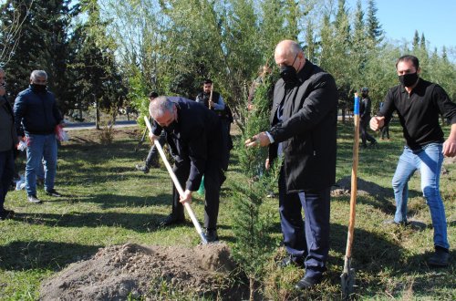 Rəsmilər ağacəkmə aksiyasında iştirak etdilər - MİNGƏÇEVİRDƏ