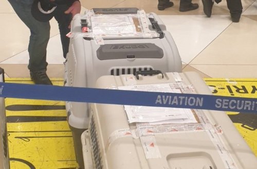 Azərbaycana xüsusi təlim keçmiş iki minaaxtaran it gətirilib