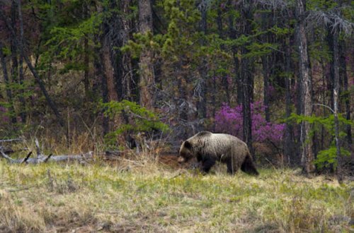 Tayqaya şam qozası yığmağa gedən qadın ayı ilə qarşılaşdı