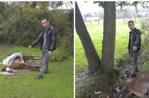 Lənkəranda atları güllələyən şəxsin kimliyi məlum olub