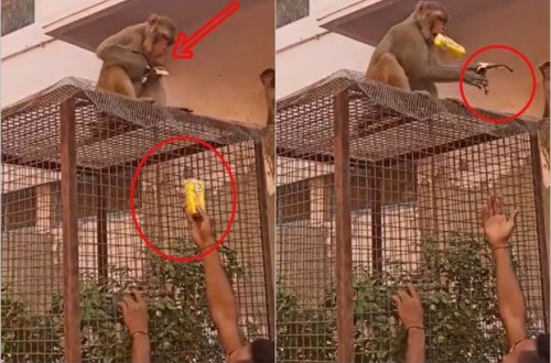 Meymuna kələk gələrək eynəyini ondan geri aldı – VİDEO