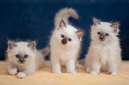 Üç pişiyə görə polisə müraciət etdi - Bakıda