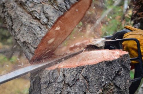 Təbiətə 13 600 manat ziyan vuruldu